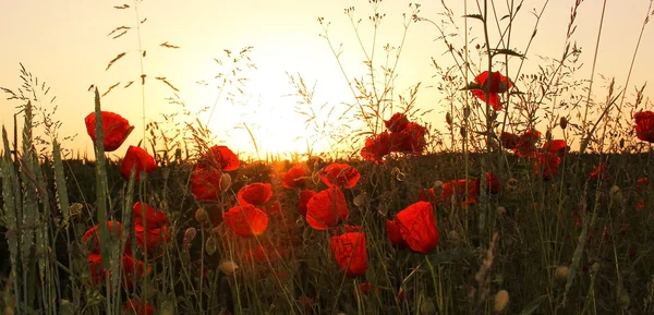 Rode papavers in de tarwe velden — Stockfoto