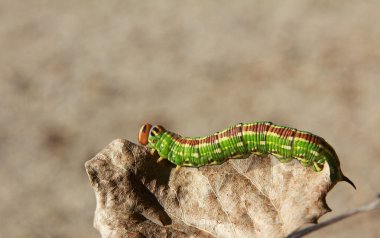 Sfenks pinastri, larva sahnede bırakın kurutulur.