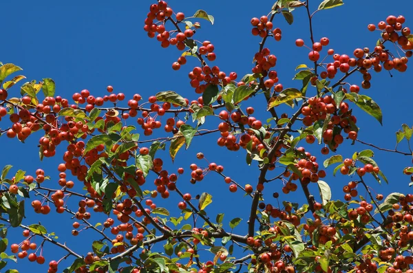 Árvore de maçã decorativa com muita fruta — Fotografia de Stock