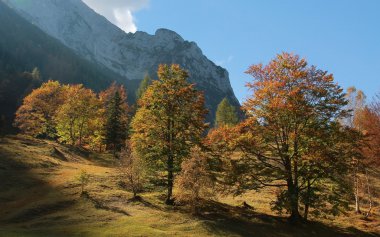 Alplerde sonbahar ağaçlar
