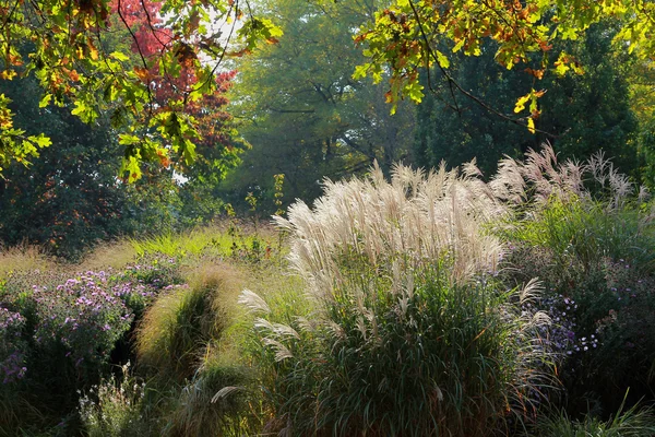 Podzimní park krajina s zlaté listy trvalek — Stock fotografie