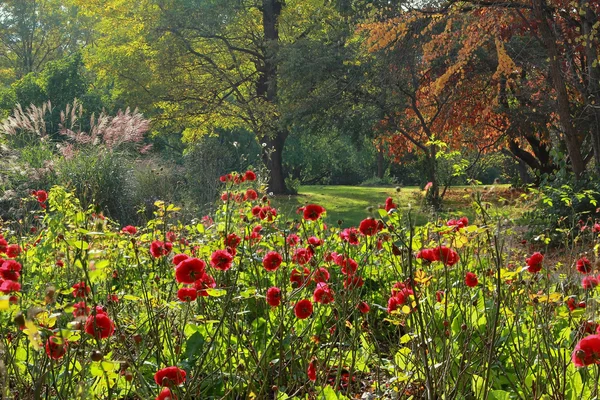 Prachtig herfst park met rode rozen — Stockfoto