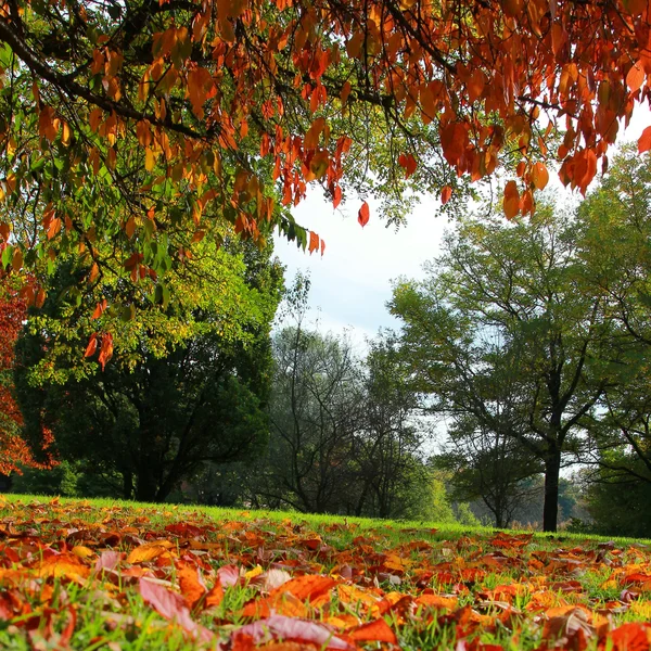 Autumnal trees in the park — Stock Photo, Image