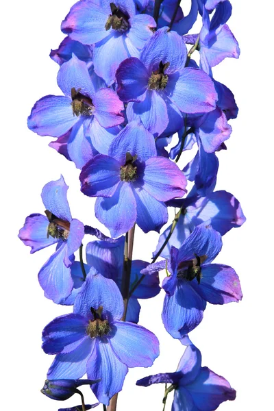 Izolované delphinium květ — Stock fotografie