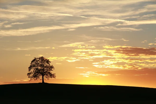 Silhouette einer einsamen Eiche, wunderschöne Landschaft bei Sonnenuntergang — Stockfoto