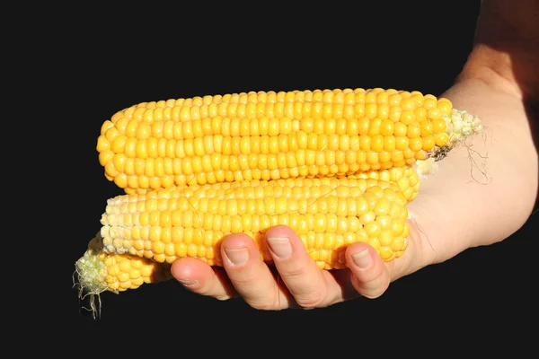 Рука с золотым початком кукурузы, черный фон — стоковое фото