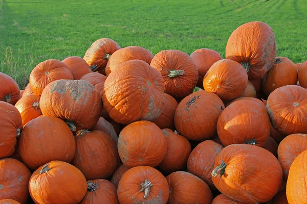 Mucchio di zucche zucca nell'erba — Foto Stock