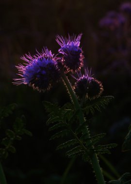phacelia çiçek silüeti