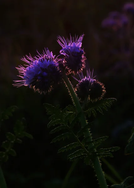 Silhueta de flor de phacelia — Fotografia de Stock