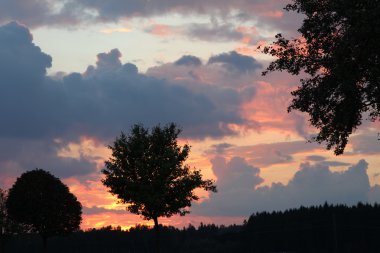 ağaç siluetleri ve gün batımı gökyüzü
