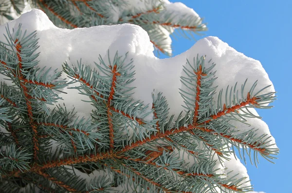 Kvist av en Europeiska silver fir — Stockfoto