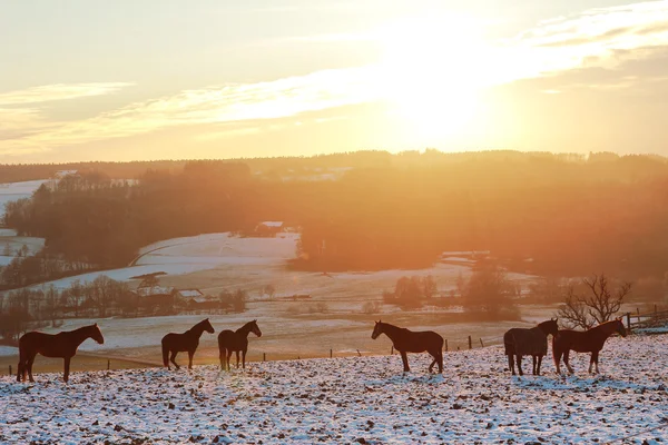 Groupe de chevaux sur un terrain enneigé, décor de coucher de soleil — Photo