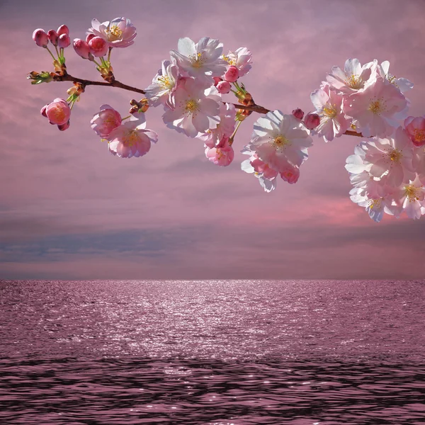 Árvore de cereja florescente e oceano por do sol — Fotografia de Stock