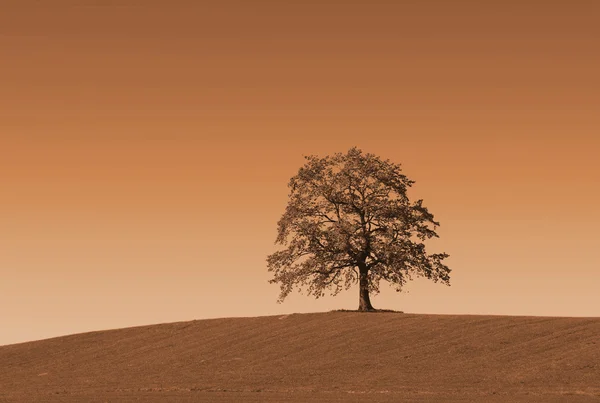 Osamělý podzimní dubu na kopci — Stock fotografie
