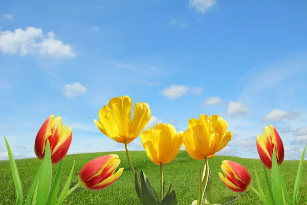 Jarně pozadí s tulipány — Stock fotografie