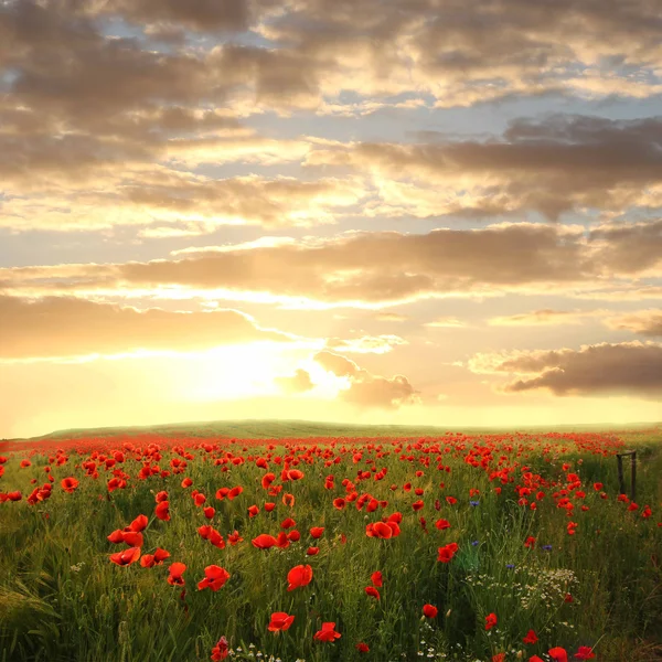 Champ de blé avec coquelicots rouges et camomille - scène de coucher de soleil rêveuse — Photo