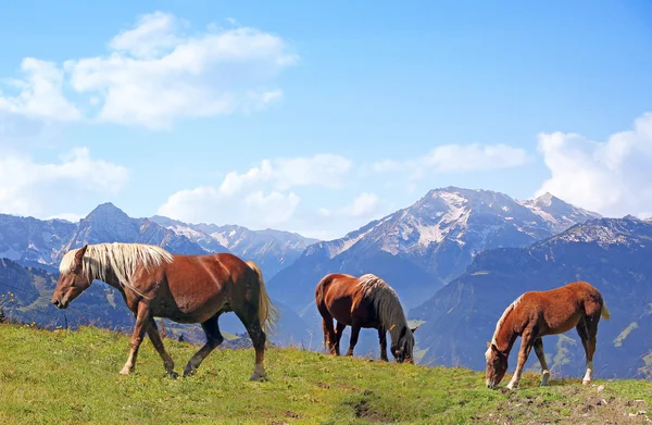 Caballos de pastoreo en el paisaje alpino — Foto de Stock