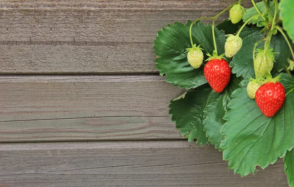 Wooden background with fresh strawberries — Stock Photo, Image