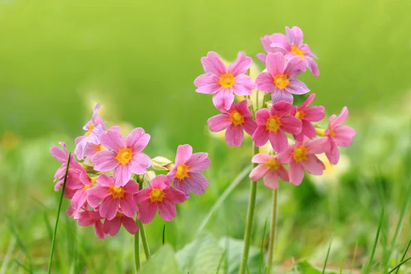 Pink cowslips in the garden — Stock Photo, Image