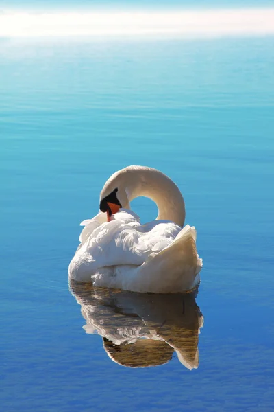 Cisne dormido en agua azul —  Fotos de Stock