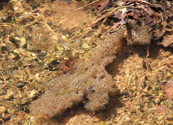 Engendrar ranas en un arroyo —  Fotos de Stock