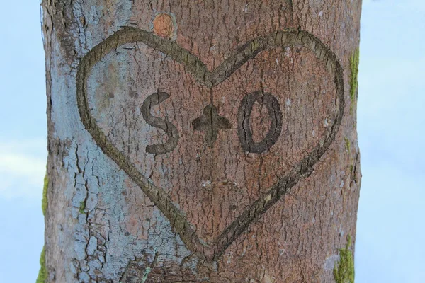 Amore cuore nel tronco d'albero — Foto Stock