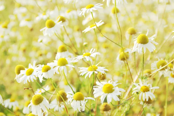 Wild chamomile flowers outdoors — Stock Photo, Image