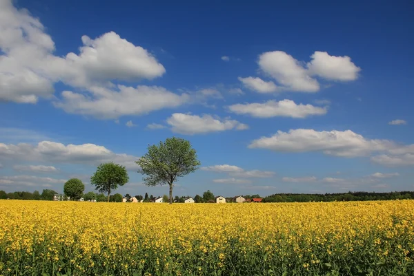 Koolzaad veld in rurale landschap — Stockfoto
