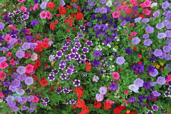 Cama de flores com petúnias multicoloridas — Fotografia de Stock