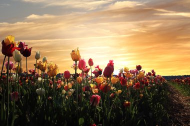 gün batımında güzel Lale alan