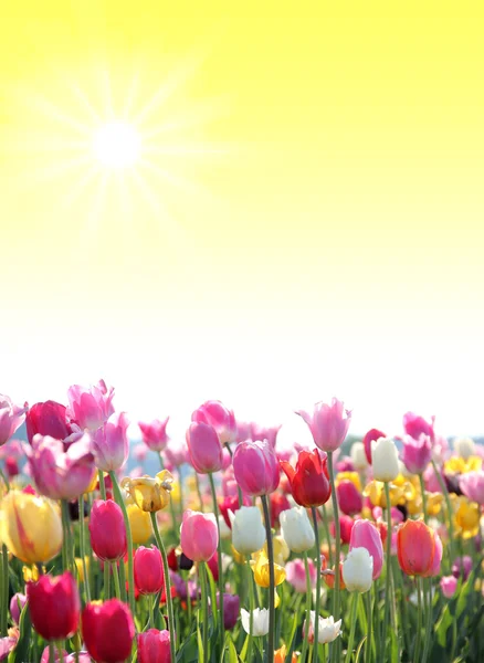 Sonniger Hintergrund mit Tulpenblüten — Stockfoto