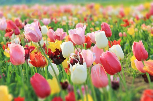 Campo de tulipa colorido, nitidez gradiente — Fotografia de Stock