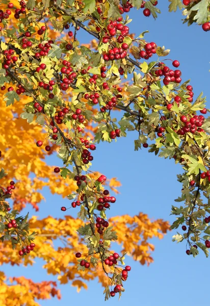 Hawthorn tak met vruchten en bladeren — Stockfoto