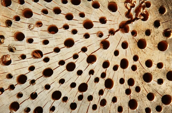 ホーリーファイバーの木製の背景に — ストック写真