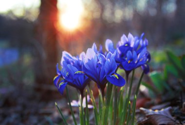 bahar çiçekleri Iris reticulata