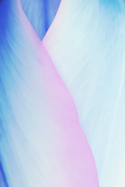 파스텔 컬러 튤립 꽃잎, 부드러운 꽃 배경 블루 핀 — 스톡 사진