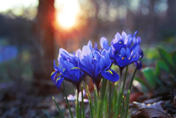 Flores de primavera iris reticulata —  Fotos de Stock
