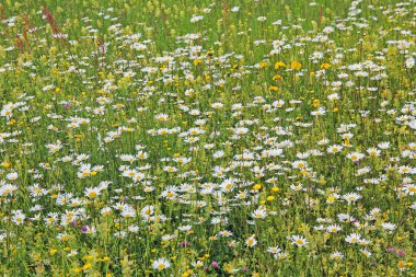 çayır çeşitli kır çiçekleri ile