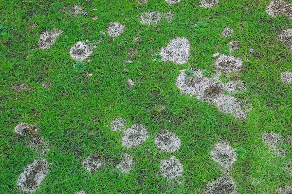 Garden lawn with bare spots — Stock Photo, Image