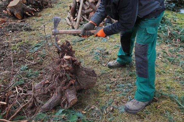 Lumberjack prepares rootstock for evacuation — Stock Photo, Image