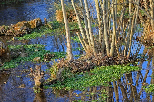 Świeży rukiew wodna w potoku — Zdjęcie stockowe