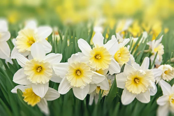 Narcissus flowers white and yellow — Stock Photo, Image