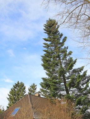 evin çatısında eğilerek devrilmiş köknar ağacı