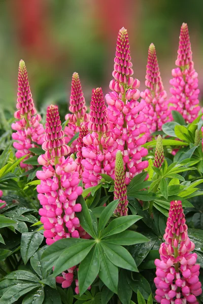 Lit de fleurs avec des lupins roses — Photo