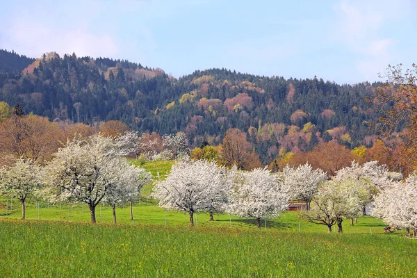 Blühender Obstgarten — Stockfoto