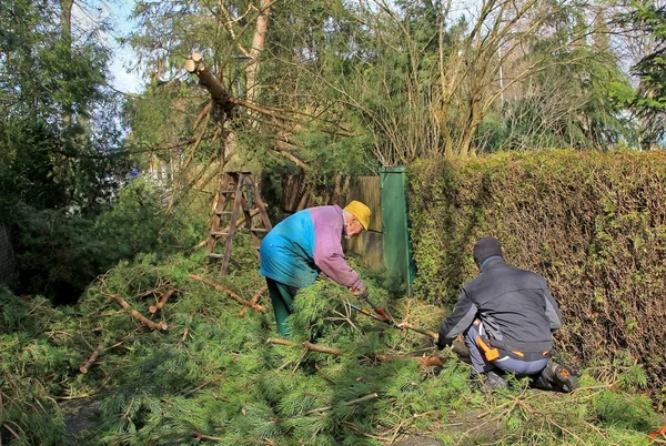 Gardeners clear the road from rolled trees — Stock Photo, Image