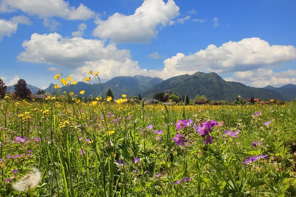 Bahar çiçek çayır ile Pastoral kırsal manzara — Stok fotoğraf