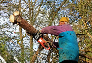 üst düzey bahçıvan, ahşap kesme