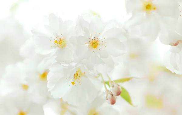 白い桜の花が盛ん — ストック写真