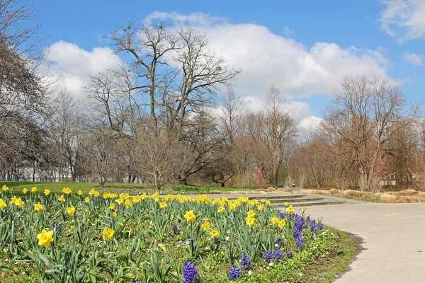 Parque da cidade com narciso e jacinto canteiro de flores — Fotografia de Stock
